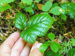 Rubus nivalis