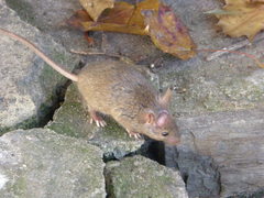 Murinae