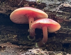 Callistosporium purpureomarginatum