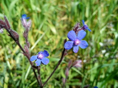 Anchusa azurea