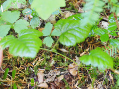 Rubus nivalis