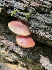 Callistosporium purpureomarginatum