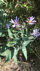 Symphyotrichum laeve