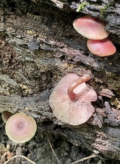 Callistosporium purpureomarginatum