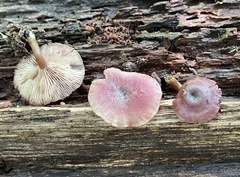Callistosporium purpureomarginatum