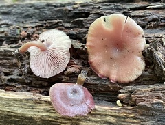 Callistosporium purpureomarginatum