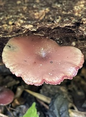 Callistosporium purpureomarginatum