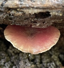 Callistosporium purpureomarginatum