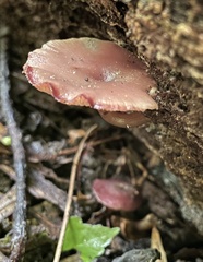 Callistosporium purpureomarginatum