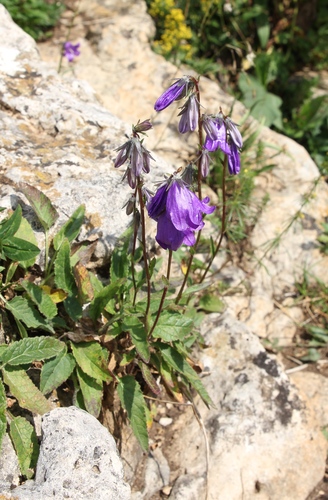 Campanula collina