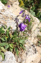 Campanula collina