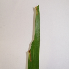 Euprosterna sapucaya