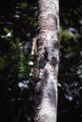 Phelsuma rosagularis