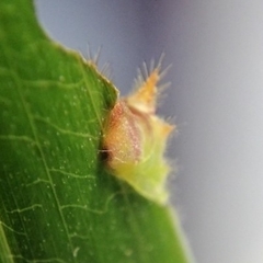 Euprosterna sapucaya