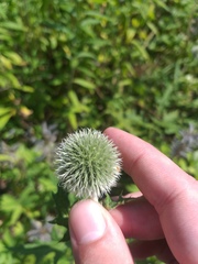 Echinops exaltatus