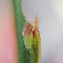 Euprosterna sapucaya