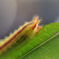 Euprosterna sapucaya