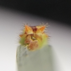 Euprosterna sapucaya