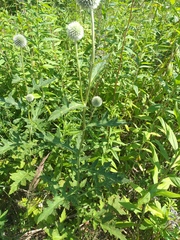Echinops exaltatus