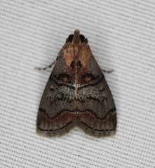 Pococera maritimalis