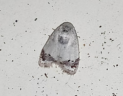 Neoduma ectozona