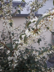 Osmanthus × burkwoodii