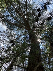 Pinus pungens
