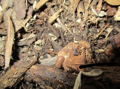 Armadillidium vulgare