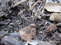 Armadillidium vulgare