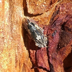 Stenocotis depressa