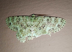 Ophthalmitis variegata