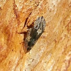 Stenocotis depressa