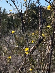 Erysimum teretifolium