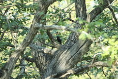 Myrmecocichla arnotti