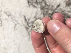 Anomia simplex image