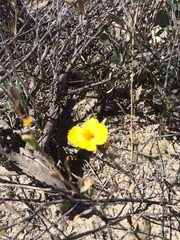 Erysimum teretifolium