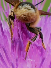 Megachile versicolor
