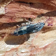 Stenocotis depressa