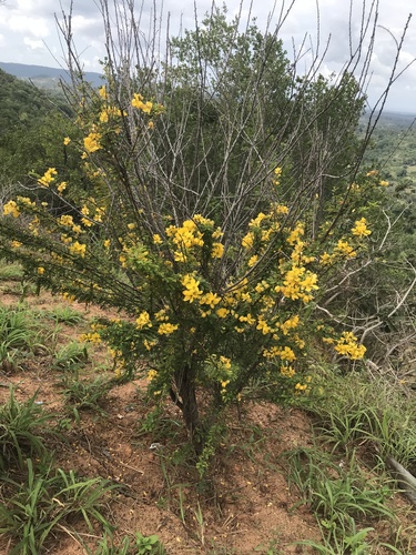 Senna polyphylla image