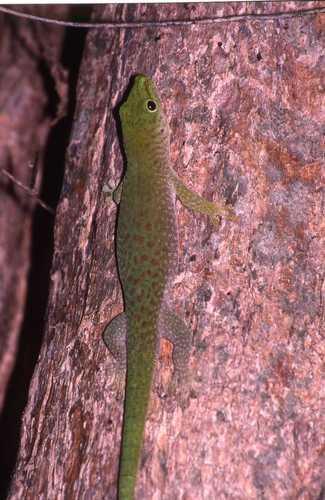 Phelsuma kochi