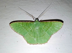 Ornithospila succincta