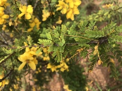 Image of Senna polyphylla