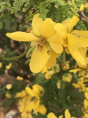 Senna polyphylla image