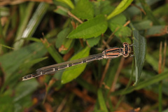 Enallagma durum