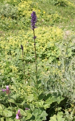 Asyneuma campanuloides