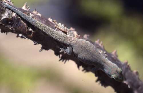 Phelsuma modesta
