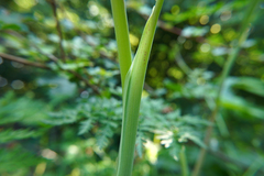 Chaerophyllum aureum