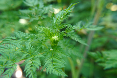 Chaerophyllum aureum