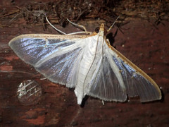 Palpita vitrealis