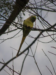 Psittacula krameri